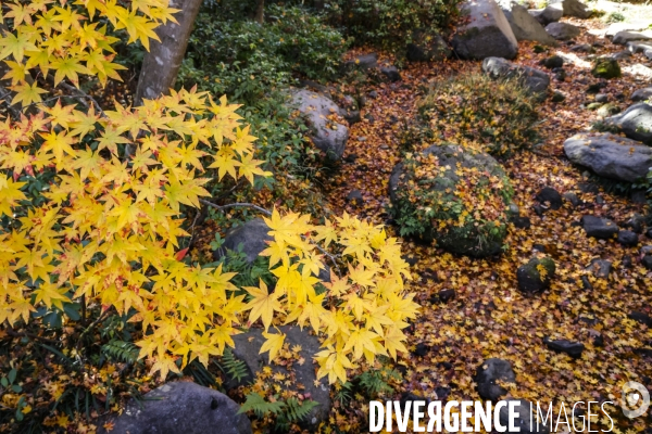 Le parc de showa kinen a tokyo en automne