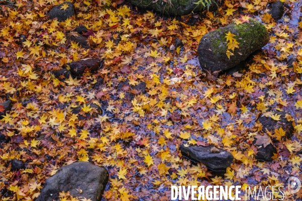 Le parc de showa kinen a tokyo en automne
