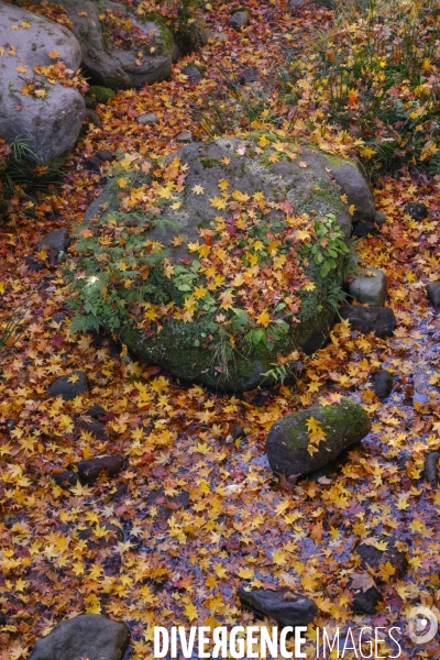 Le parc de showa kinen a tokyo en automne