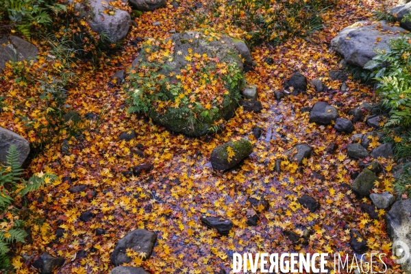 Le parc de showa kinen a tokyo en automne