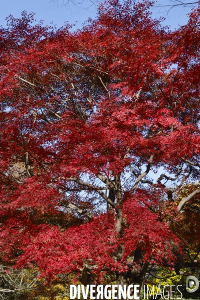 Le parc de showa kinen a tokyo en automne