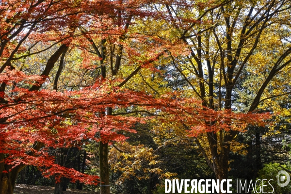 Le parc de showa kinen a tokyo en automne