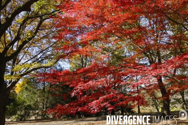 Le parc de showa kinen a tokyo en automne