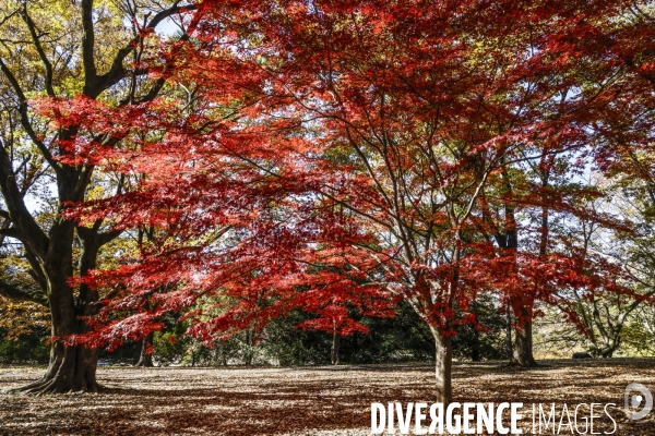 Le parc de showa kinen a tokyo en automne