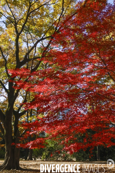 Le parc de showa kinen a tokyo en automne