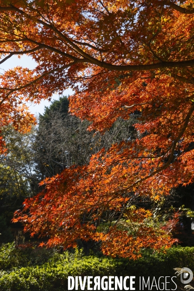Le parc de showa kinen a tokyo en automne
