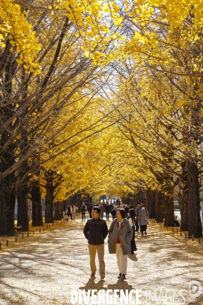 Le parc de showa kinen a tokyo en automne