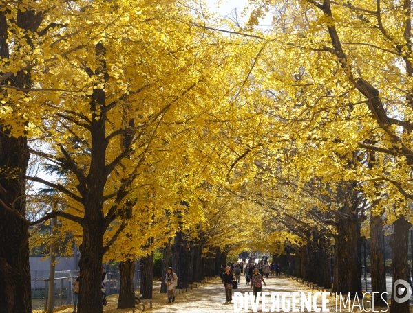 Le parc de showa kinen a tokyo en automne