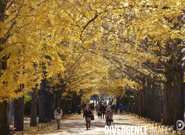 Le parc de showa kinen a tokyo en automne