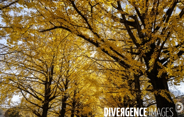 Le parc de showa kinen a tokyo en automne