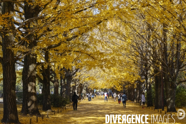 Le parc de showa kinen a tokyo en automne