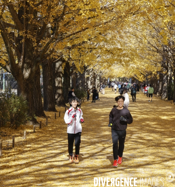 Le parc de showa kinen a tokyo en automne