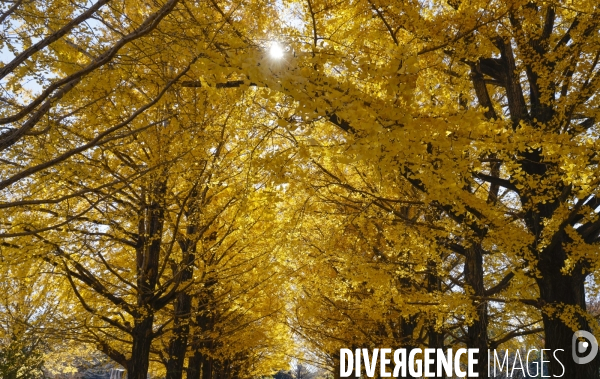 Le parc de showa kinen a tokyo en automne