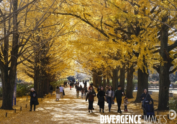 Le parc de showa kinen a tokyo en automne
