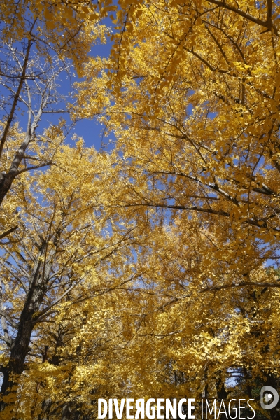 Le parc de showa kinen a tokyo en automne