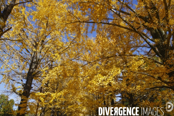 Le parc de showa kinen a tokyo en automne