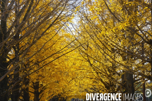 Le parc de showa kinen a tokyo en automne