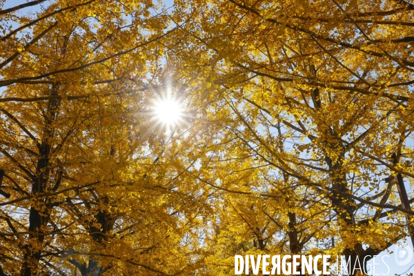 Le parc de showa kinen a tokyo en automne
