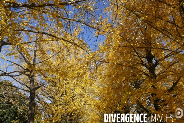 Le parc de showa kinen a tokyo en automne