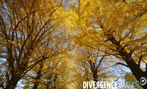 Le parc de showa kinen a tokyo en automne