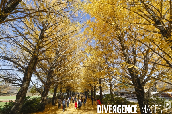 Le parc de showa kinen a tokyo en automne