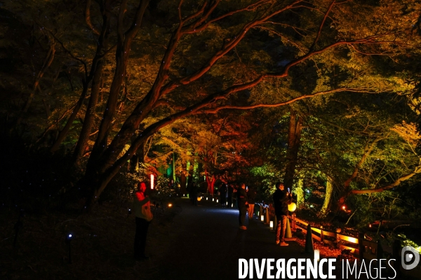 Parc de shinjuku gyoen a tokyo eclaire la nuit