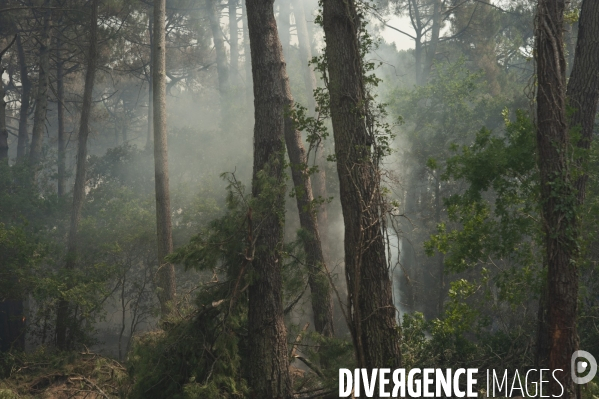 Incendie : foret et degats