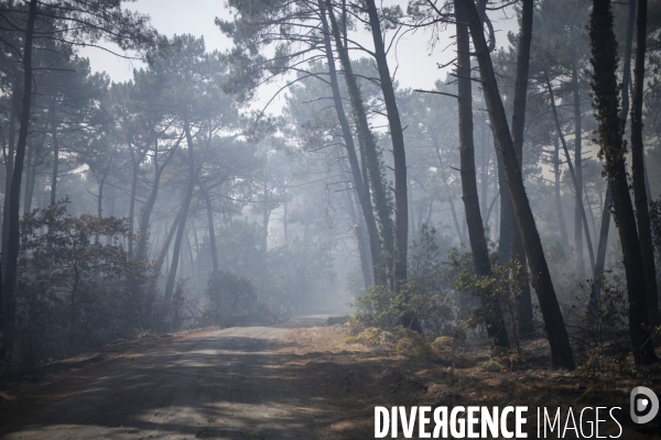 Incendie : foret et degats