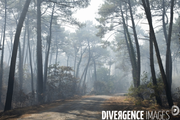 Incendie : foret et degats