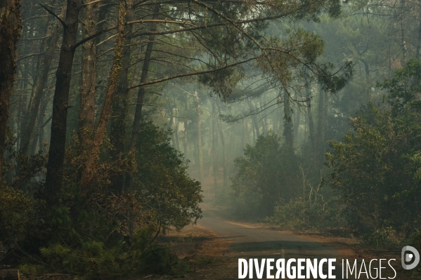 Incendie : foret et degats