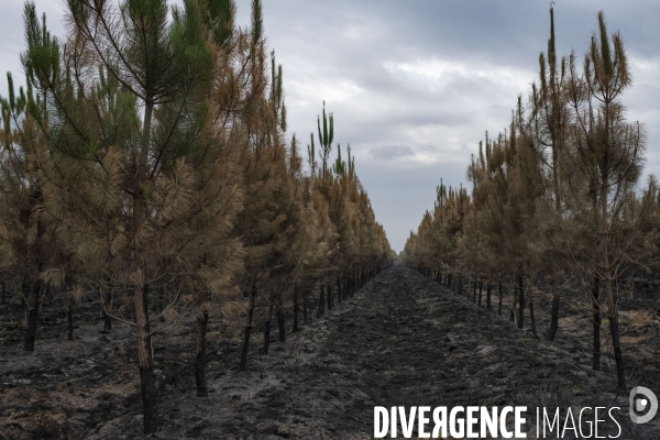 Incendie : foret et degats