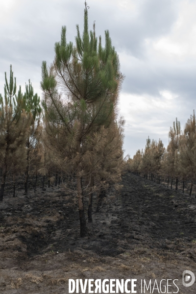 Incendie : foret et degats