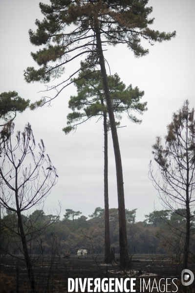 Incendie : foret et degats