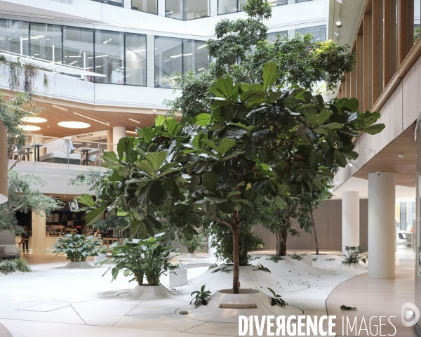 Siege social d’Orange, plantes et arbres dans hall central  du siège de l’entreprise