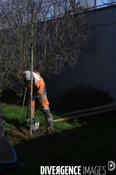 Plantation d’arbres