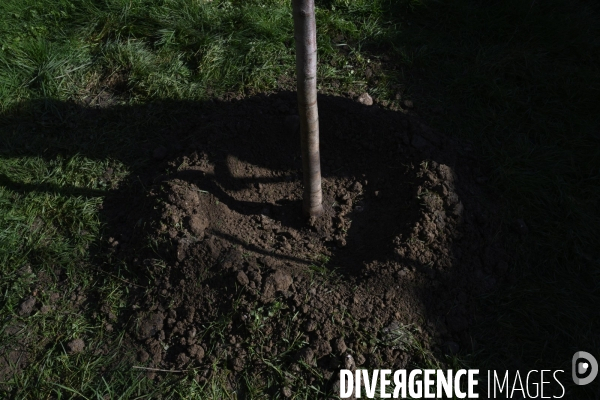 Plantation d’arbres