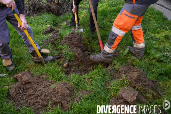 Plantation d’arbres