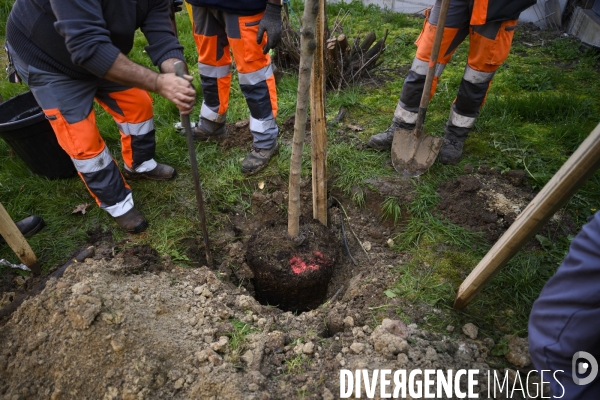 Plantation d’arbres