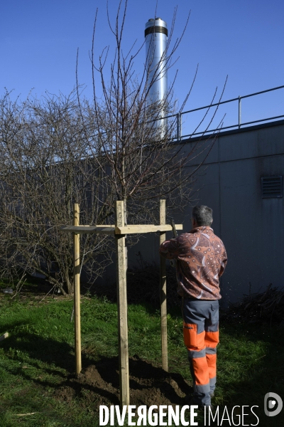 Plantation d’arbres