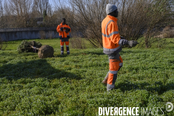 Plantation d’arbres