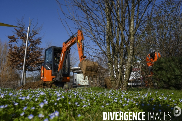 Plantation d’arbres