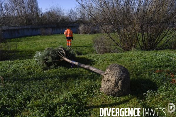 Plantation d’arbres