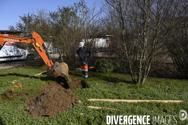 Plantation d’arbres