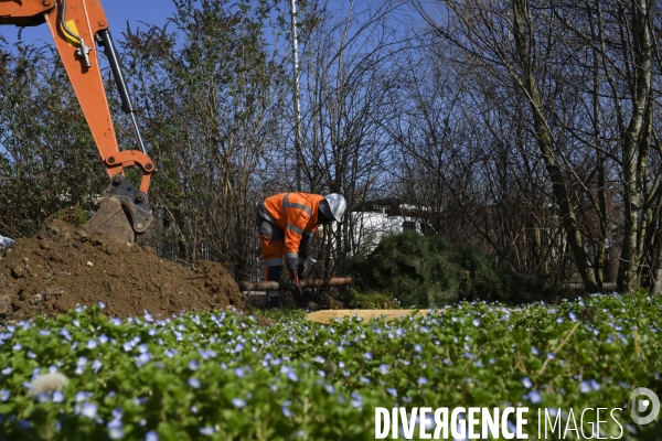 Plantation d’arbres