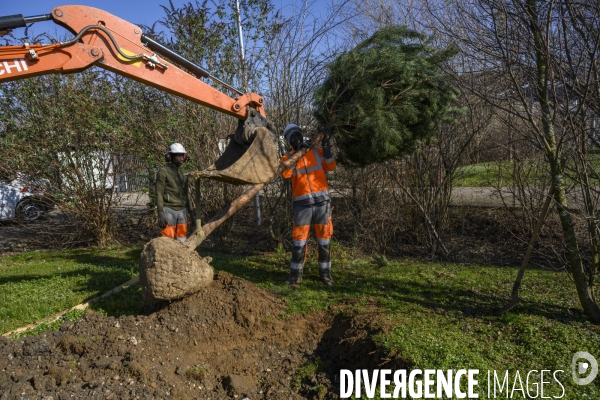 Plantation d’arbres