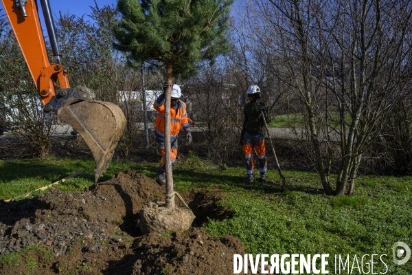 Plantation d’arbres