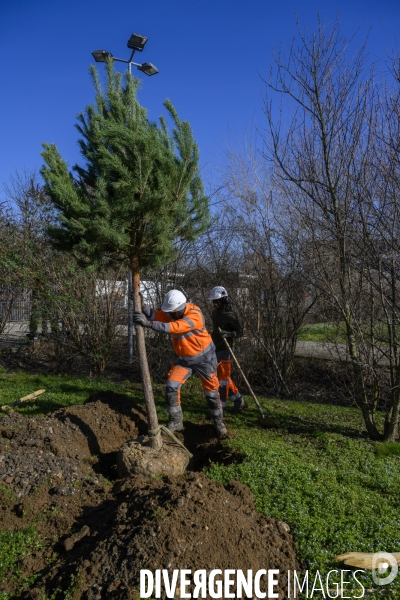 Plantation d’arbres