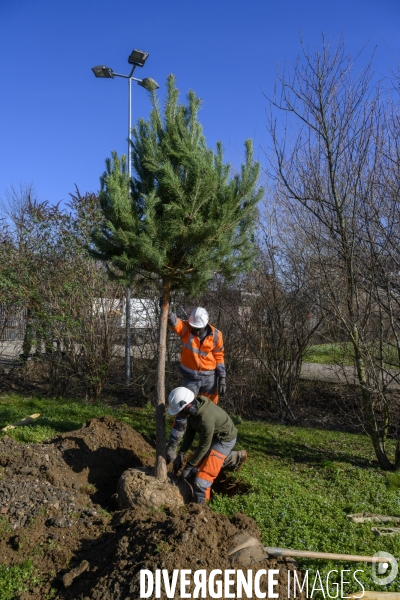 Plantation d’arbres