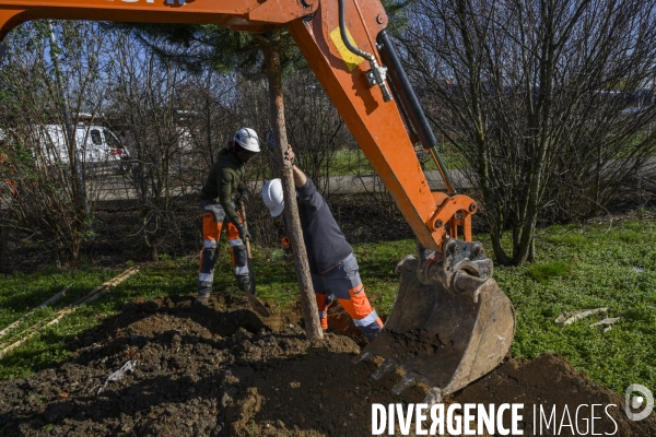 Plantation d’arbres