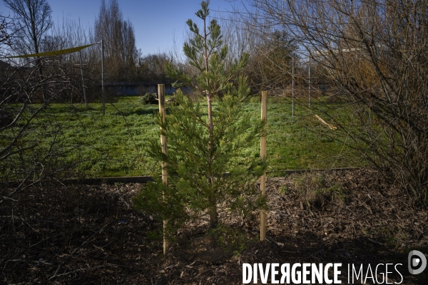 Plantation d’arbres